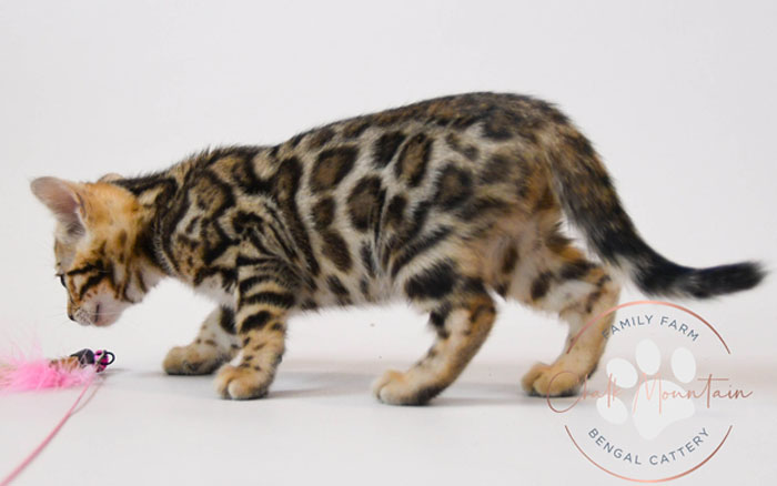 Bengal kitten for sale